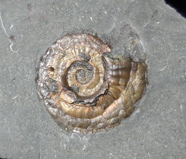 Psiloceras planorbis (SOWERBY 1824) - Bild © FossNet FossilienStore